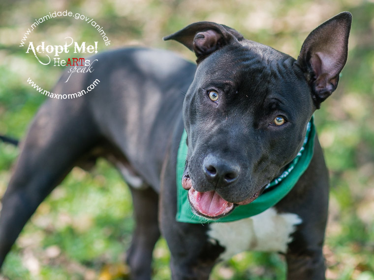 LEM - ID#A1602087 I am a male, black and white Pit Bull Terrier mix. The shelter staff think I am about 3 years old I have been at the shelter since Mar 19, 2014.