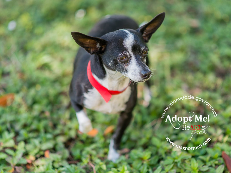 COOKIE - ID#A1602882 I am a female, black and white Chihuahua - Smooth Coated. The shelter staff think I am about 4 years old I have been at the shelter since Mar 21, 2014.