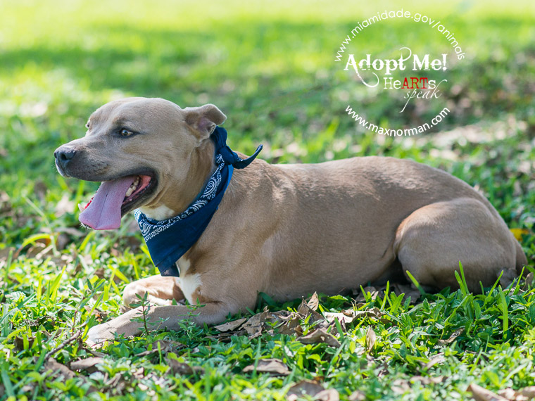 ROLO - ID#A1601534 I am a male, fawn Terrier mix. The shelter staff think I am about 2 years old I have been at the shelter since Mar 16, 2014.