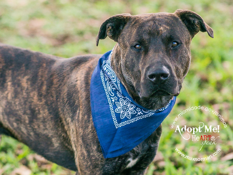 CHAZ - ID#A1601482 I am a male, brown brindle Terrier. The shelter staff think I am about 1 year old I have been at the shelter since Mar 15, 2014.