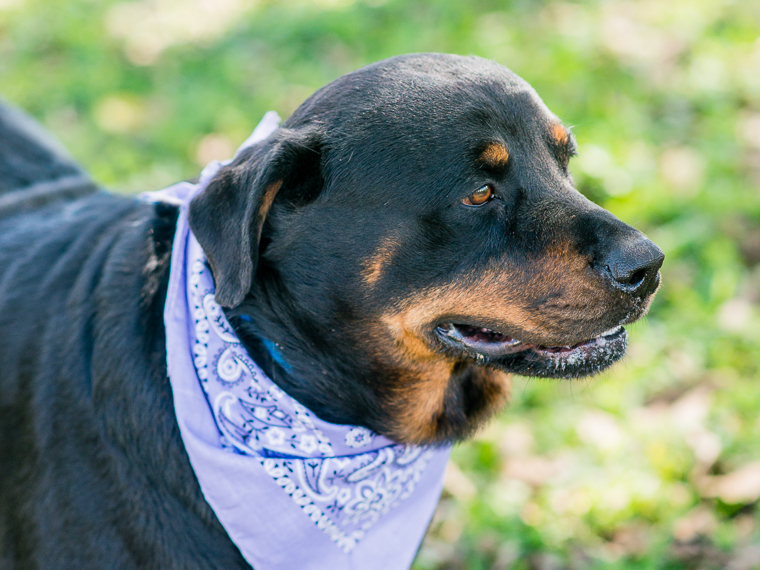 GORDA - ID#A1602470 I am a female, black and brown Rottweiler. The shelter staff think I am about 5 years old I have been at the shelter since Mar 20, 2014.