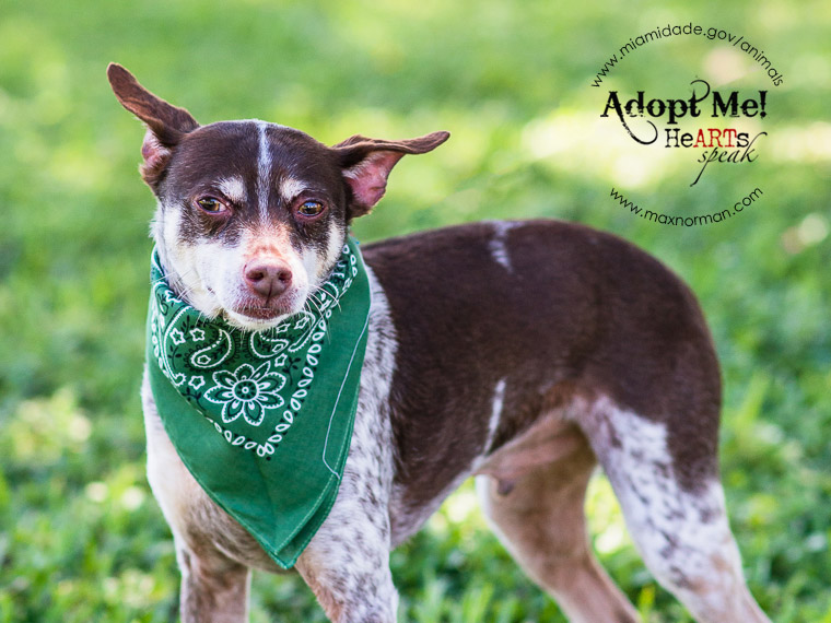 PANCHO - ID#A1518582 I am a male, brown and white Chihuahua - Smooth Coated mix. The shelter staff think I am about 8 years old. I have been at the shelter since Apr 21, 2014.