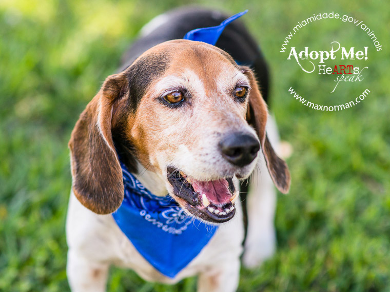 MAC - ID#A1085965 I am a male, tricolor Beagle. The shelter staff think I am about 5 years old I have been at the shelter since Apr 19, 2014.