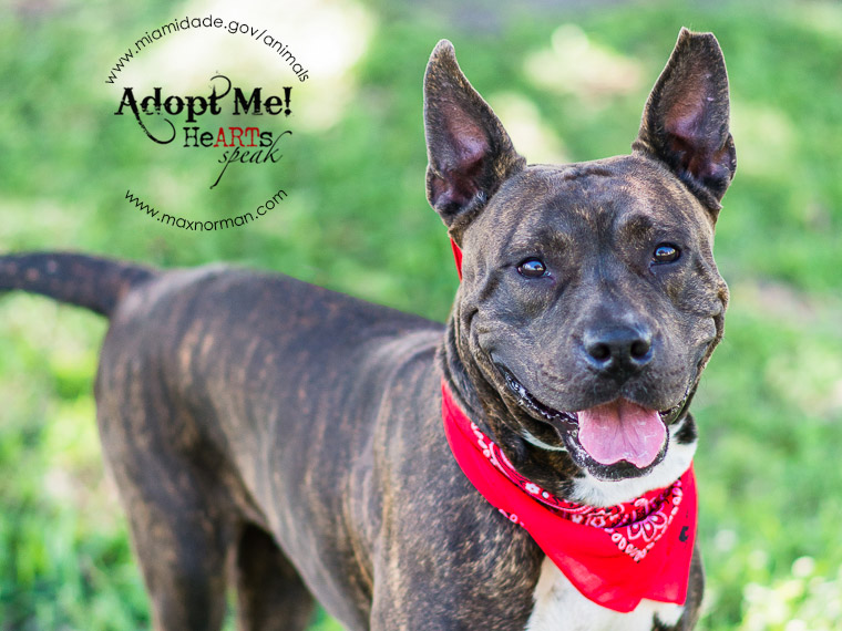 MELONIE - ID#A1608292 I am a female, brown brindle Pit Bull Terrier mix. The shelter staff think I am about 3 years old I have been at the shelter since Apr 15, 2014. 