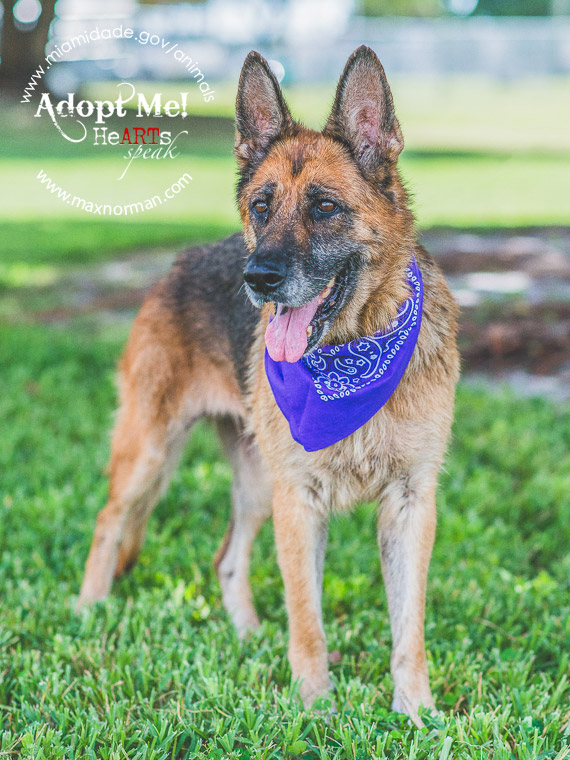 GYSPY - ID#A1641122 I am a female, brown and black German Shepherd Dog. The shelter staff think I am about 8 years old I have been at the shelter since Sep 04, 2014.