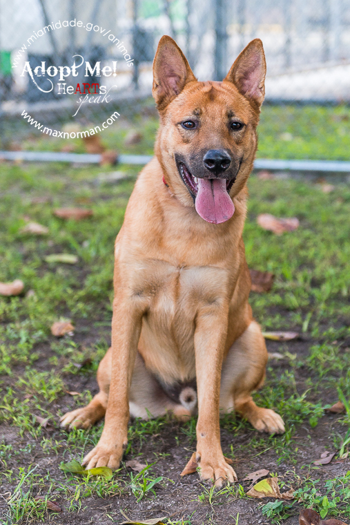 This is Ruckus. He is a couple weeks away from getting his Canine Good Citizen certificate and is looking for his forever home. Email training@applauseyourpaws.com if you or someone you know is interested in adopting him.