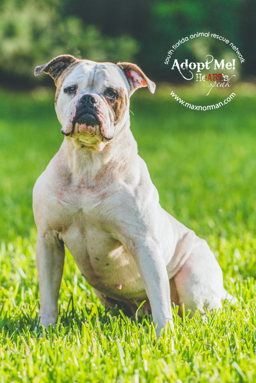 This is Morgan. He's approximately 5 years old. American bulldog mix. Obedience trained. Very playful. Good with kids. A bit dominant so better if only dog. Located in Miami. If interested in fostering or adopting, contact sfarninc@gmail.com.